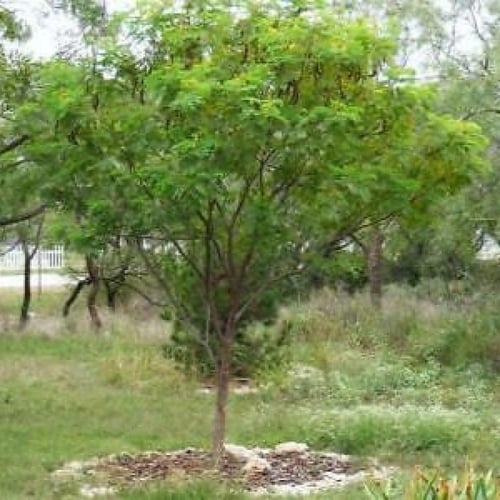 ‫بذور شجرة ليوسينا ( Leucaena leucocephala )‬