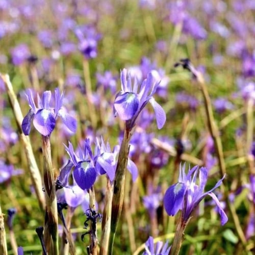 بذور عشبة السوسن البري ( moraea sisyrinchium )