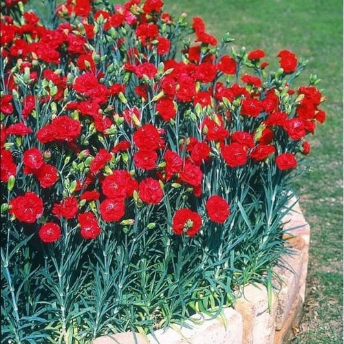 ‫بذور زهرة القرنفل الأحمر‬ ( Dianthus caryophyllus...