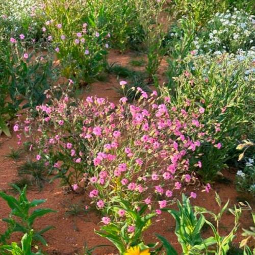 بذور زهور الدهدهان ( vaccaria hispanica )