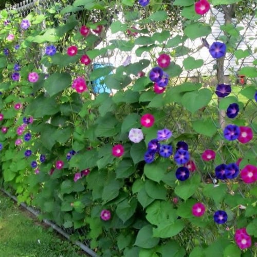 بذور متسلقة مجد الصباح - ايبوميا ملونة ( Ipomoea p...