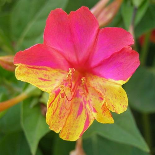 بذور زهرة شب الليل ثنائية اللون - وردي وأصفر ( Mir...