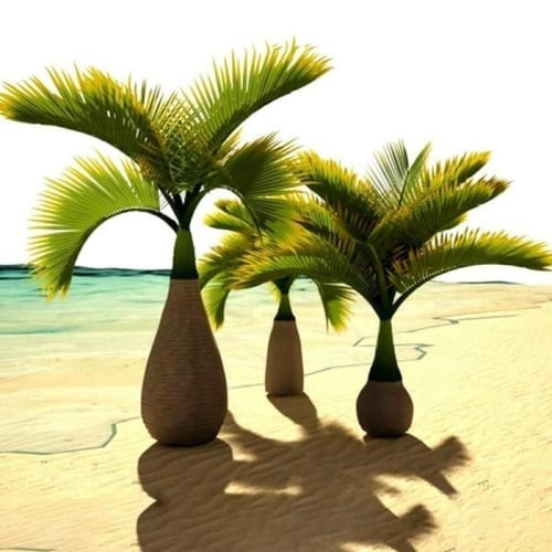 بذور نخيل الزجاجة - بوتل ( Hyophorbe lagenicaulis...