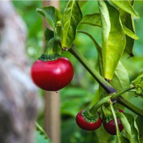 بذور فلفل الكرز الأحمر ( Cherry pepper )