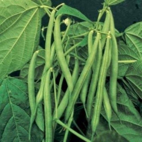 بذور لوبيا شجيري ( Vigna )