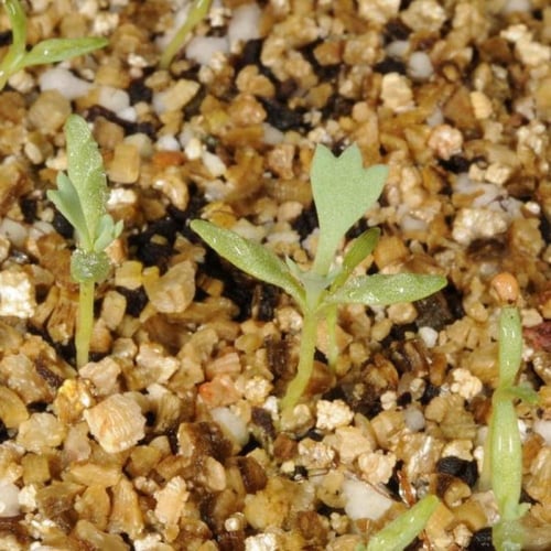 بذور الشقر - النعمان ( Glaucium arabicum )