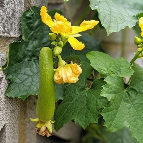 بذور متسلقة الليف - اللوف ( Luffa )