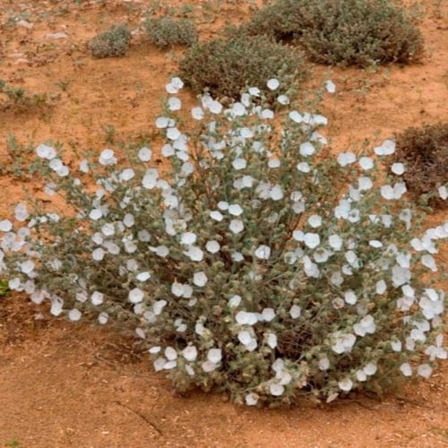 بذور الرخامى ( Convolvulus buschiricus )