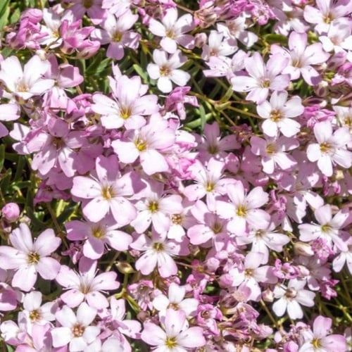 بذور زهور جيبسوفيلا ريبينز ( Gypsophila repens )