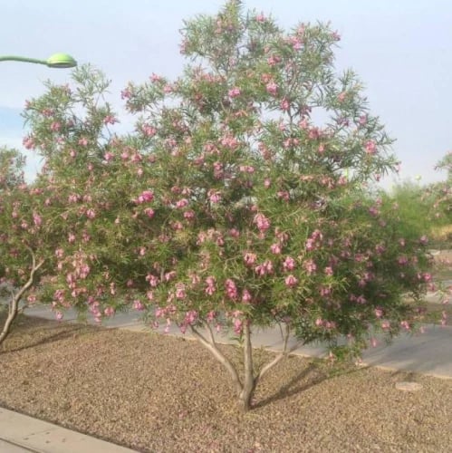 بذور شجيرة صفصاف الصحراء ( Chilopsis linearis )