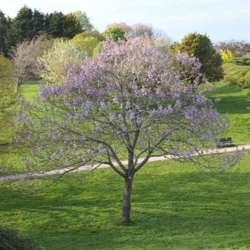 بذور شجرة باولونيا الصينية ( Paulownia elongata )