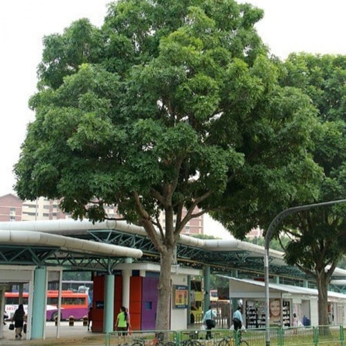 بذور شجرة الماهوجني الافريقي ( khaya senegalensis...