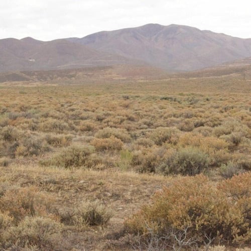 بذور شجيرة الرغل الشوكي ( Atriplex confertifolia )