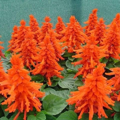 بذور زهور سلفيا الحمراء ( Salvia splendens )