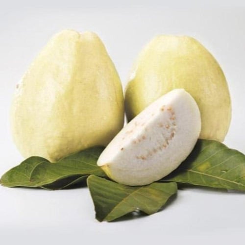 بذور الجوافة الصفراء ( Psidium guajava )