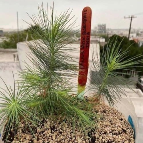 بذور شجرة الصنوبر الهندي ( Pinus roxburghii )