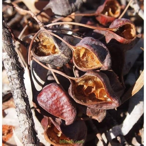 بذور شجرة استركوليا رجل البطة ( Brachychiton grego...