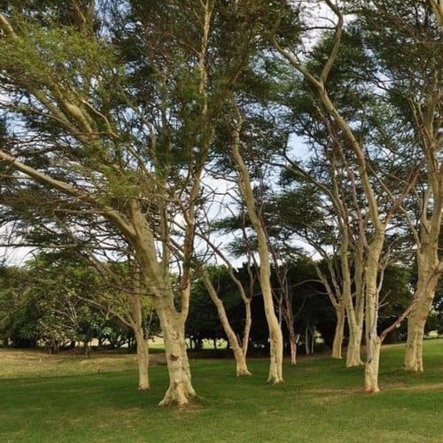 بذور شجرة اكاسيا زانثوفلويا ( Acacia xanthophloea...