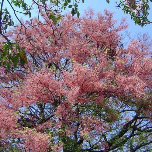 بذور شجرة كاسيا الوردية ( Cassia Grandis )