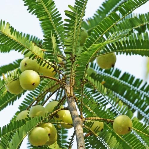 بذور شجرة التوت الهندي - املا ‫( Phyllanthus embli...