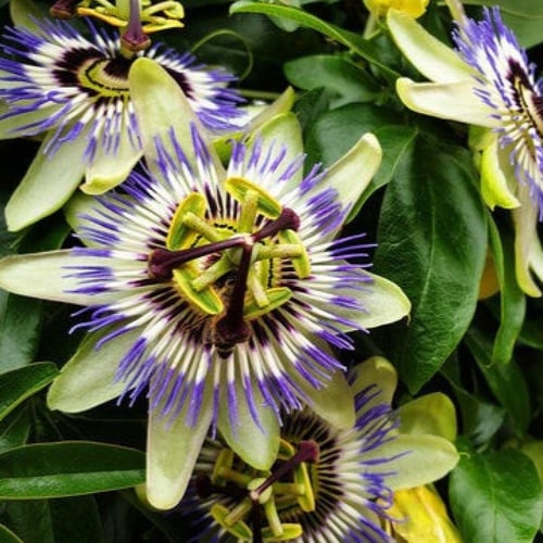 بذور زهرة الساعة - باشن فروت بنفسجي ( Passiflora e...