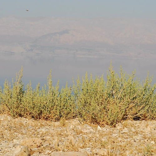 بذور شجيرة الشعران ( Anabasis setifera )