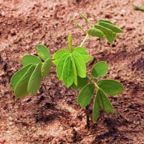 بذور سنا الصينية - المنجلية ( Senna obtusifolia )