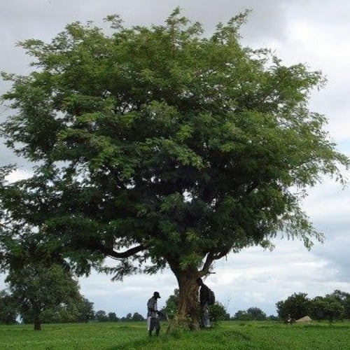 ‫بذور شجرة ليوسينا ( Leucaena leucocephala )‬