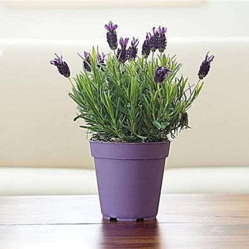 بذور زهرة اللافندر ( Lavandula )