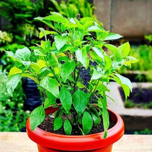 بذور الريحان التايلندي ( Ocimum basilicum var. thy...