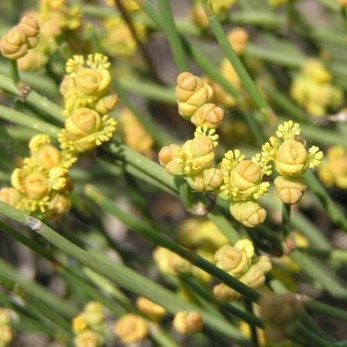بذور عشبة العلندى - العدام الأصفر ( Ephedra transi...