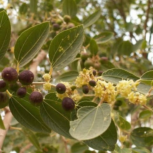 بذور السدر البلدي ( Ziziphus spina-christi )