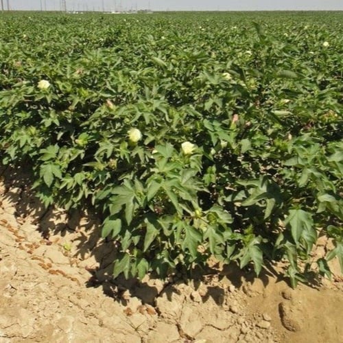 بذور شجيرة القطن المكسيكي ( Gossypium hirsutum )