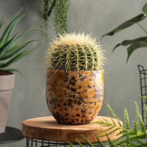 بذور صبار عمة القاضي ( Echinocactus grusonii )