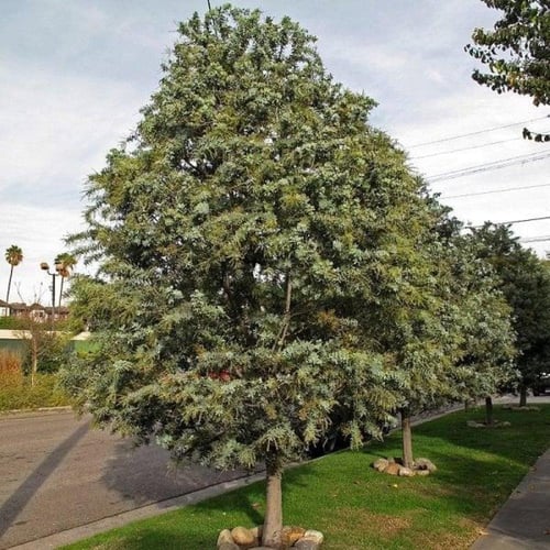 بذور أكاسيا بيليانا ( Acacia baileyana )