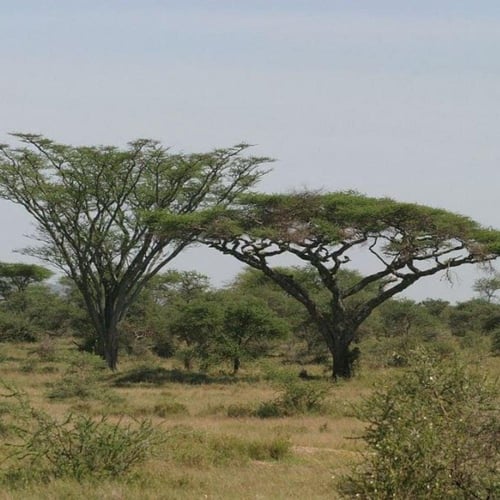 بذور سنط - طلح السيال ( Acacia johnwoodii )