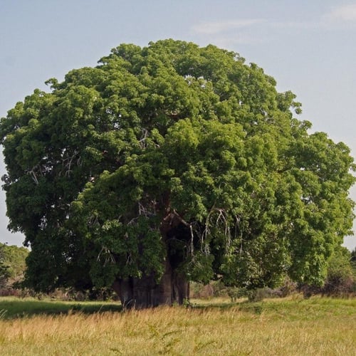 ‫بذور التبلدي - الباوباب‬ ( Adansonia )