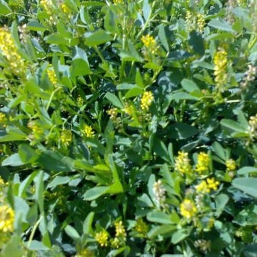 بذور النفل ( Trifolium )