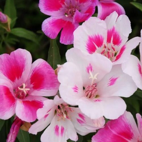 بذور زهرة وداع الربيع - جوديشيا ( Clarkia amoena )