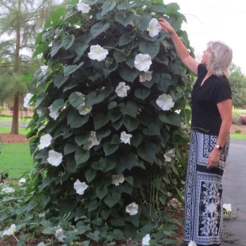 بذور زهرة القمر - متسلقة ايبوميا البيضاء ( Ipomoea...