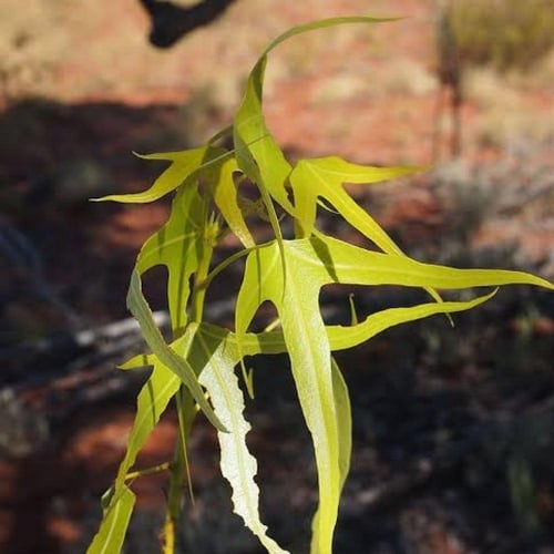 بذور شجرة استركوليا رجل البطة ( Brachychiton grego...