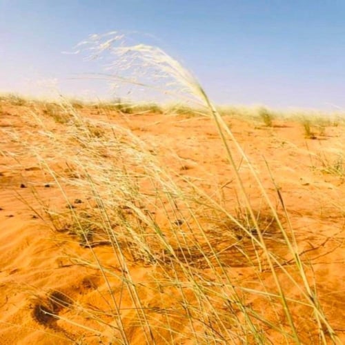 بذور عشبة السبط ( Stipagrostis drarii )