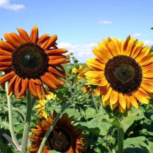 بذور دوار الشمس "منوع" ( Helianthus annuus )