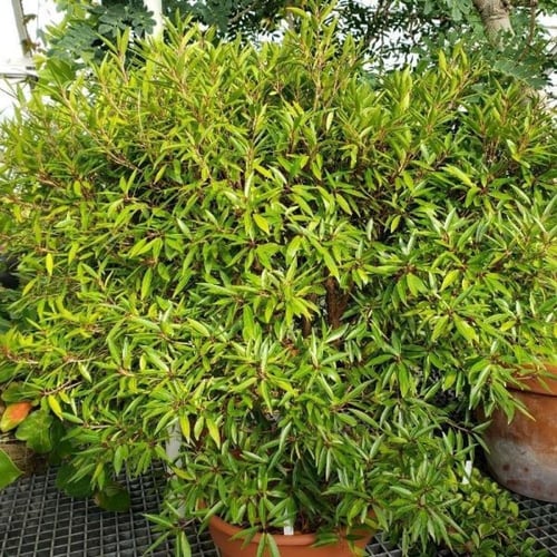 بذور شجرة الاثب ( Ficus cordata ssp )