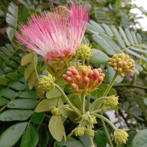 بذور شجرة لبخ سامان ( Albizia saman )