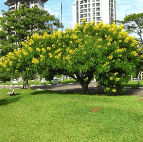 بذور شجرة كاسيا سبيكتابيلس ( Cassia spectabilis )