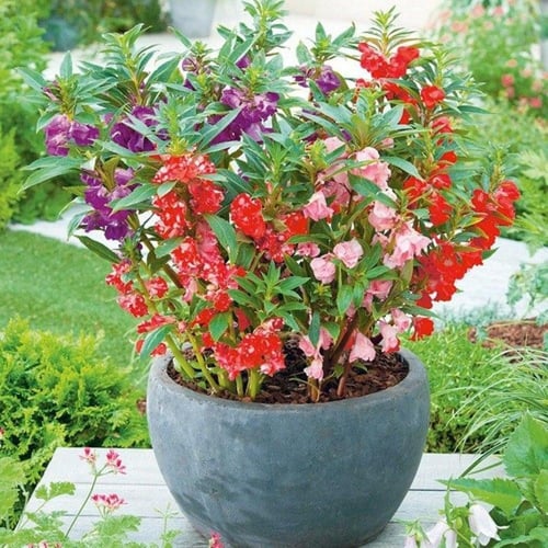 ‫بذور زهرة بلسمينا ( Impatiens balsamina )