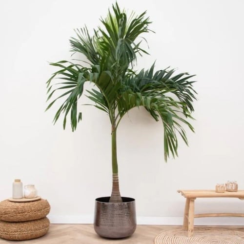 بذور نخيل مانيلا - فيتشيا ( Veitchia merrillii )