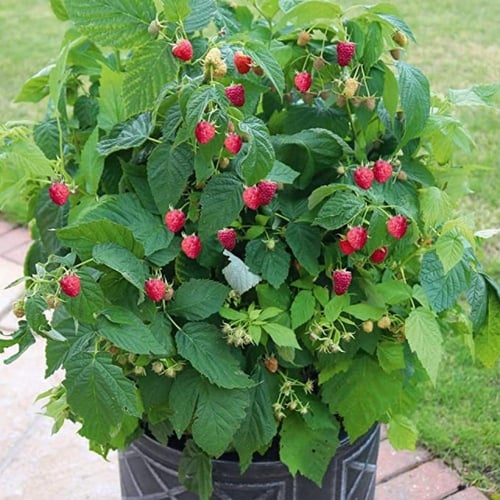 بذور شجيرة توت العليق الأحمر ( Rubus idaeus )