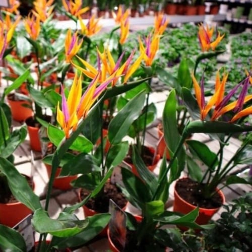 بذور شجيرة عصفور الجنة ( Strelitzia Nicolai )